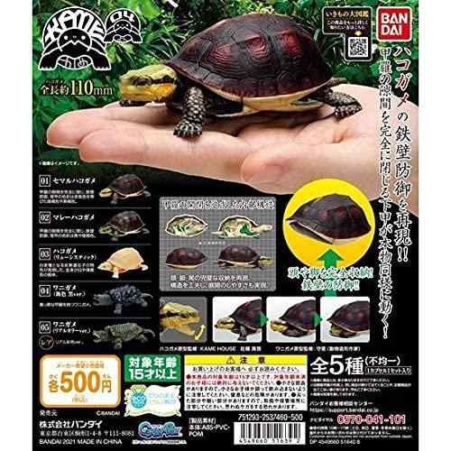亀　フィギュア　ガチャ　バンダイ　ミルキーカラー　赤目 61raFcwRGtL._UF350,350_QL50_.jpg