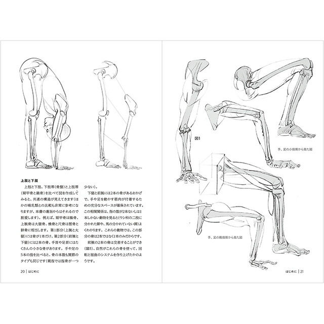 楽天市場 関節と筋肉の働き モルフォ人体デッサン ミニシリーズ コミック画材通販 Tools楽天shop