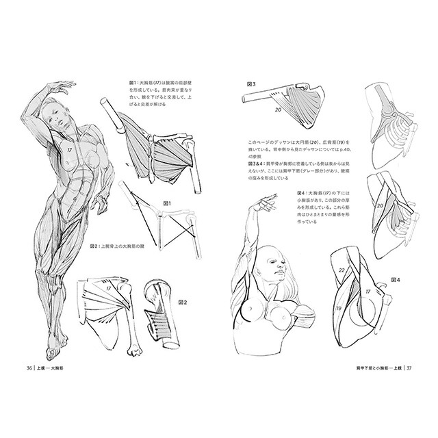楽天市場 究極の筋肉ボディを描く モルフォ人体デッサン ミニシリーズ コミック画材通販 Tools楽天shop