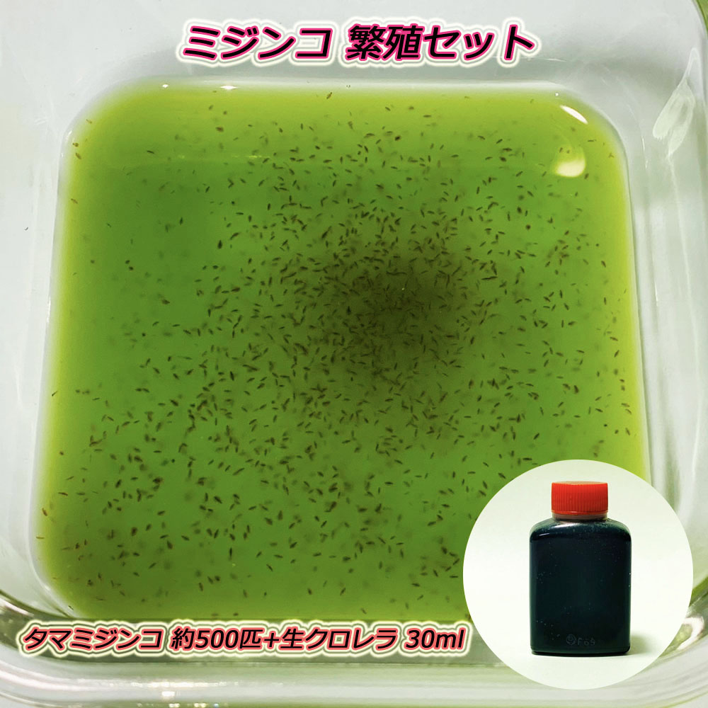 楽天市場 ミジンコ繁殖セット タマミジンコ 約1500匹 約0 5g スーパー生クロレラ 30ml 繁殖方法説明書付き ゴールドウッド