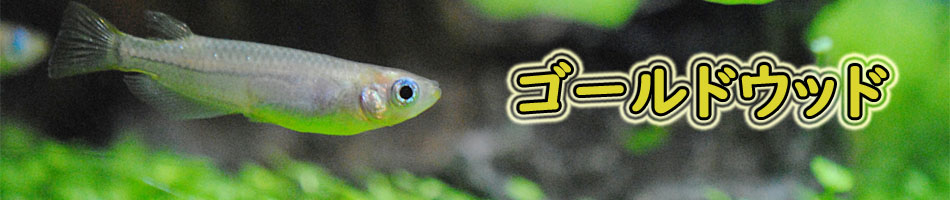 楽天市場 メダカの稚魚 スターターセット ゾウリムシとグリーンウォーターのセット 説明書付属 針子に ゴールドウッド 楽天市場 メダカの稚魚 スターターセット ゾウリムシとグリーンウォーターのセット 説明書付属 針子に ゴールドウッド