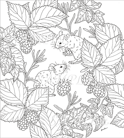 楽天市場 Garden Coloring Book 小鳥と花と動物のぬり絵 Garden 著 玄光社 Clr Csm版 大人の塗り絵 ギフト 贈り物 プレゼント ラッピング無料 店頭受取対応商品 トップカルチャーnetクラブ