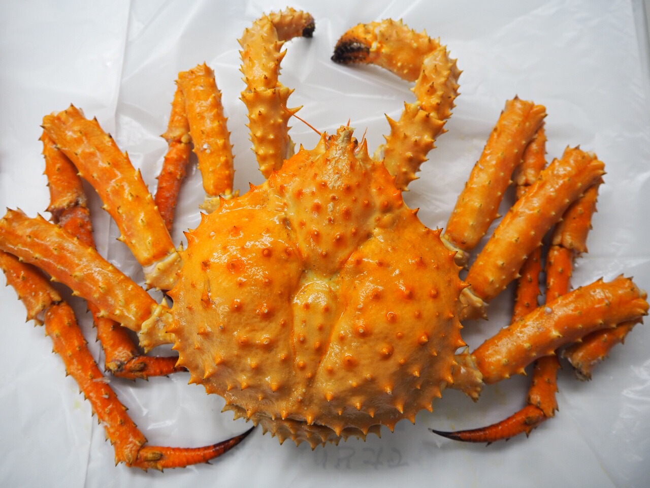 Sale 95 Off スーパーセール半額 初回購入300円オフ 北海道産 イバラガニ 姿 1 5kg 1尾 北海道で人気が高いイバラガニ タラバガニよりも深い甘み 鍋にオススメです 産地直送 Fucoa Cl