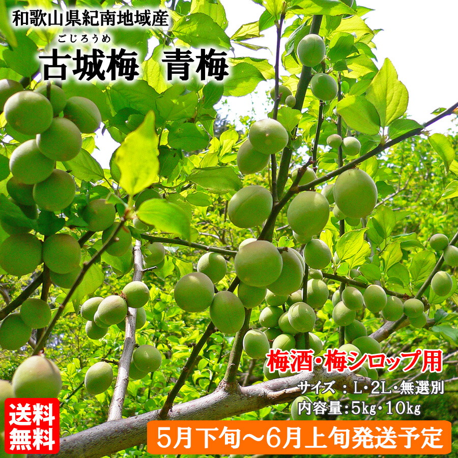 楽天市場】【送料無料】【予約販売】紀州産の古城梅 青梅 L・2L・無
