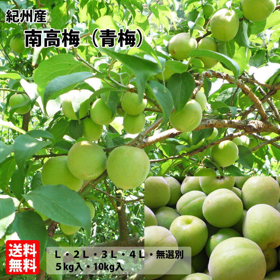 【送料無料】紀州産南高梅（青梅）※雹被害の影響により傷が有ります<br>L・2L・3L・4L・無選別<br>（約5kg入・約10kg入）　<br>6月上～下旬発送予定・お届け日指定不可<br>あおうめ 紀州産 和歌山県産 お買い得 箱買い