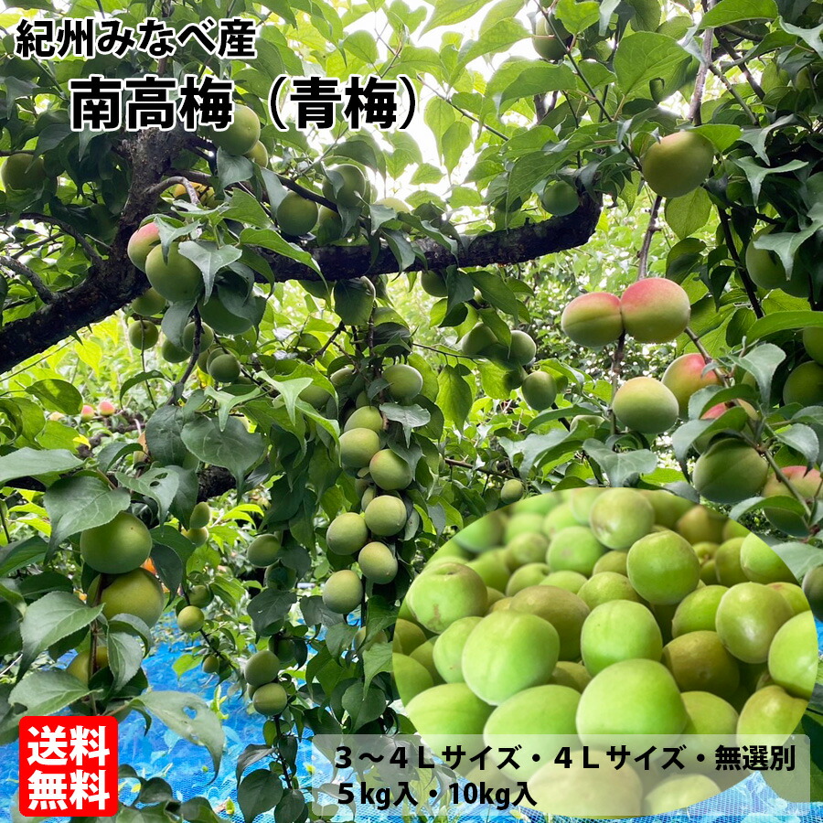 【送料無料】紀州みなべ産南高梅（青梅）<br>3L～4Lサイズ・無選別<br>（約5kg入・約10kg入）※雹被害の影響により傷のついた物が含まれています<br>6月上～下旬発送予定・お届け日指定不可<br>あおうめ 紀州産 和歌山県産 お買い得 箱買い みなべ 南部 勝股農園