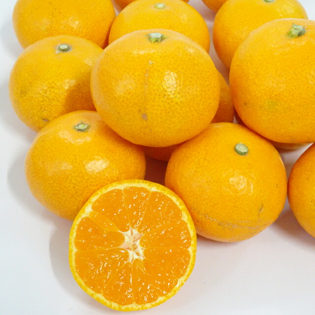 ギフト 送料無料 みかん屋 紀南の早生温州みかん※北海道へはお届け