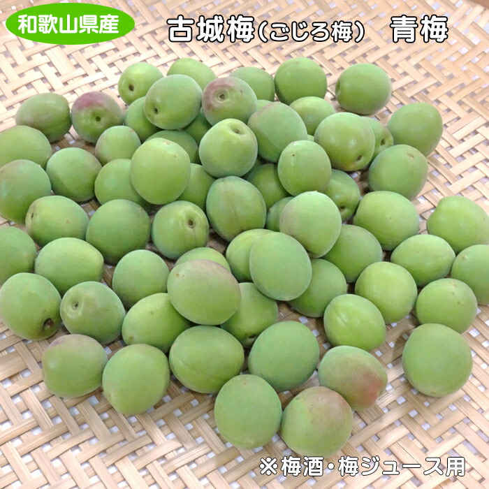 【送料無料】5月下旬～6月上旬発送予定・お届け日指定不可<br>紀州産古城梅（青梅）※雹被害の影響により傷が有ります<br>L～2L・無選別サイズ　5kg・10kg<br>※梅酒・梅ジュース用・ご家庭用・傷有り<br>あおうめ ごじろ 和歌山県産 紀州 紀南