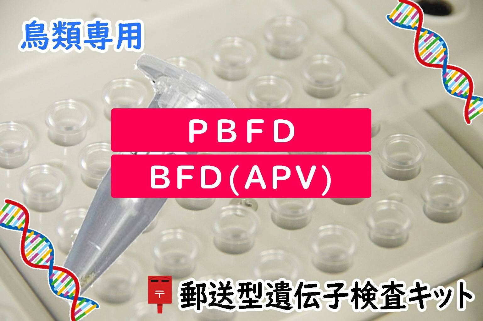 楽天市場】送料無料 | (一般タイプ/初めての検査) 小鳥の遺伝子