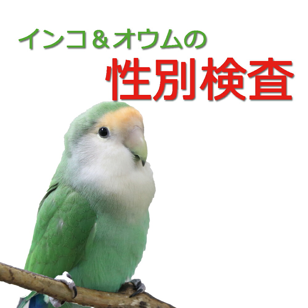 楽天市場】送料無料 | medimal ヨウ素酵母 サプリメント バード 鳥 セキセイインコなどにオススメ : とりっぴー小鳥用品専門店