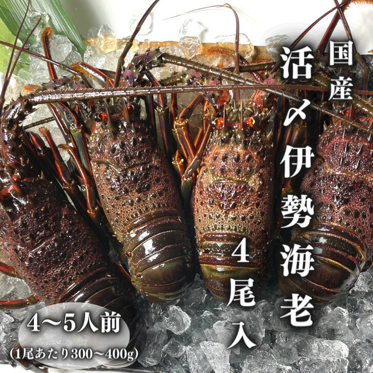 【冷凍】国産  活〆伊勢海老　4尾セット（300～400g）約1.2kg以上