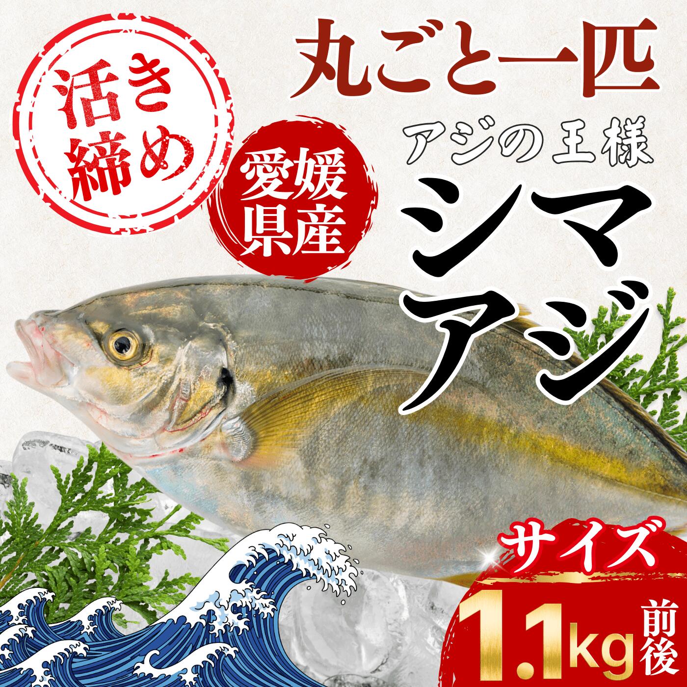 【楽天市場】【釣りたて保証】愛媛県産活け〆シマアジ 宇和海産 活け締め 丸ごと一匹 1.1kg前後 アジの王様 刺身 寿司 煮付け 鮮魚 高鮮度 選べる3種の処理方法(三枚おろし・下処理済み) 高級 魚 海鮮 ギフト 贈答用 お祝い 御祝 御中元 お歳暮 送料無料:本場高知の魚なら「土佐黒潮水産」