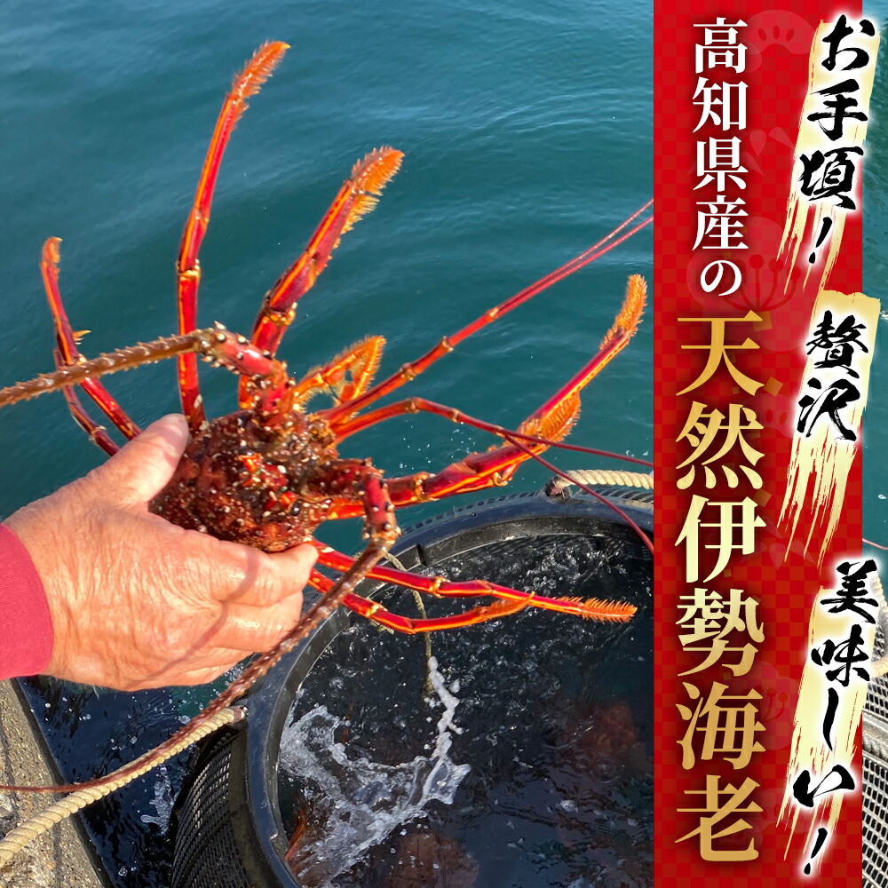 送料無料 楽天市場 高知 県 土佐清水 産地直送 新鮮 送料無料 バーベキュー 母の日 父の日 お中元 クリスマス お年賀 お正月 伊勢海老 冷凍 特大サイズ 1000g以上 １尾入り 土佐さくら屋 New限定品 Lexusoman Com