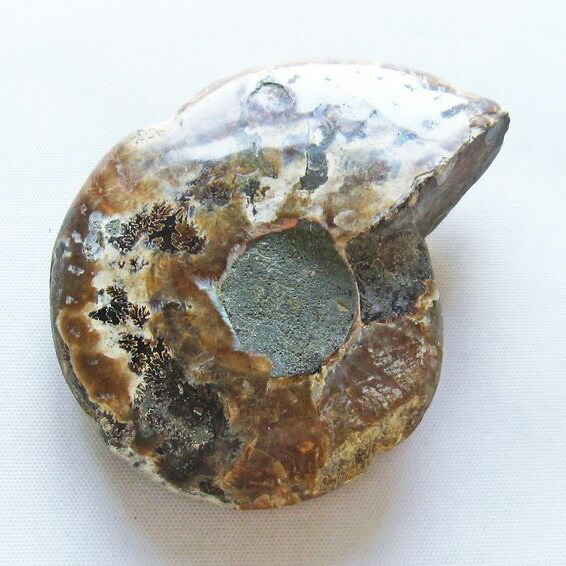 楽天市場】アンモナイトプロミクロセラス化石(母岩付）中生代ジュラ紀