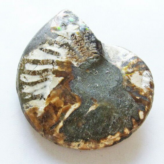 アンモナイト化石 27cm(290) アンモナイト化石 27cm(290)