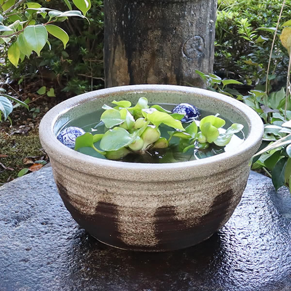 楽天市場】【10%OFFクーポン配布中】メダカ鉢 金魚鉢 睡蓮鉢 楽天市場】【10%OFFクーポン配布中】メダカ鉢 金魚鉢 睡蓮鉢