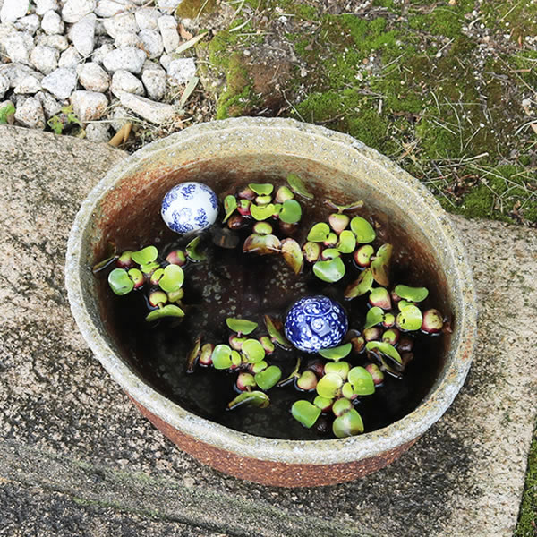 水椀 すいれん鉢 信楽焼すいれん鉢 メダカ鉢 金魚鉢 睡蓮鉢 チャイナ睡蓮鉢 芙蓉鉢 はす鉢 めだか鉢 鉢 陶器 水連鉢 水鉢 信楽焼き睡蓮鉢 手水鉢 窯素膚 やきもの Su 0086 Bharadwajclasses Com