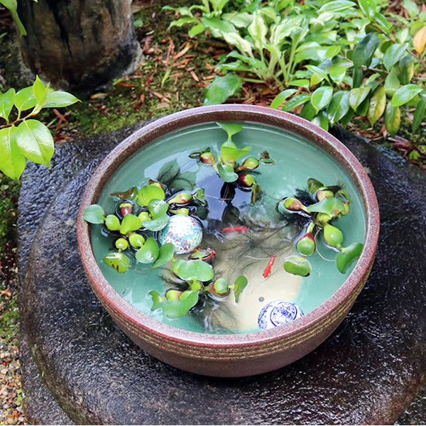 信楽焼 睡蓮鉢 メダカ鉢 おしゃれ めだか鉢 陶器 水鉢 ビオトープ