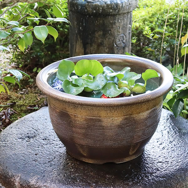 13号水鉢 すいれん鉢 信楽焼すいれん鉢 メダカ鉢 金魚鉢 スイレン鉢 瀬戸もの睡蓮鉢 芙蓉鉢 はす鉢 めだか鉢 鉢 瀬戸もの 水連鉢 水鉢 信楽焼きスイレン鉢 手水鉢 手づくり やきもの su-0172