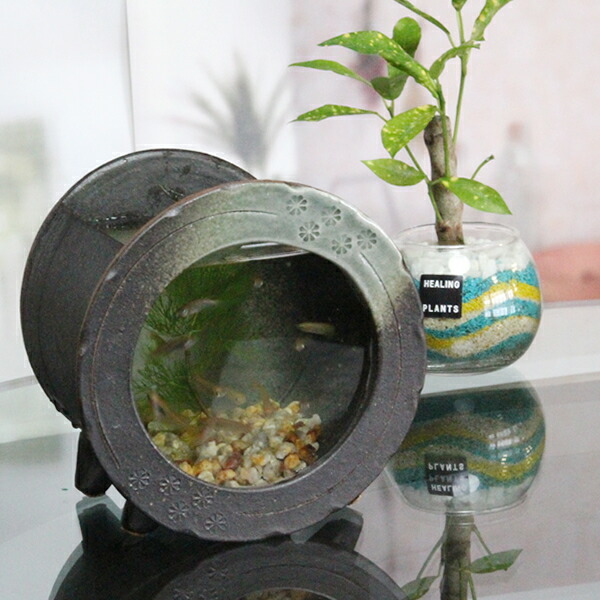 楽天市場】信楽焼き水槽！陶器水槽！陶器とガラスがコラボ！インテリア