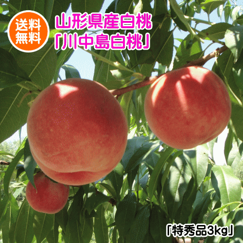 【贈答用】和歌山県産 減農薬白桃 4kg日川白鳳(白桃)｜自然栽培｜産地直送 0230010000122.jpg
