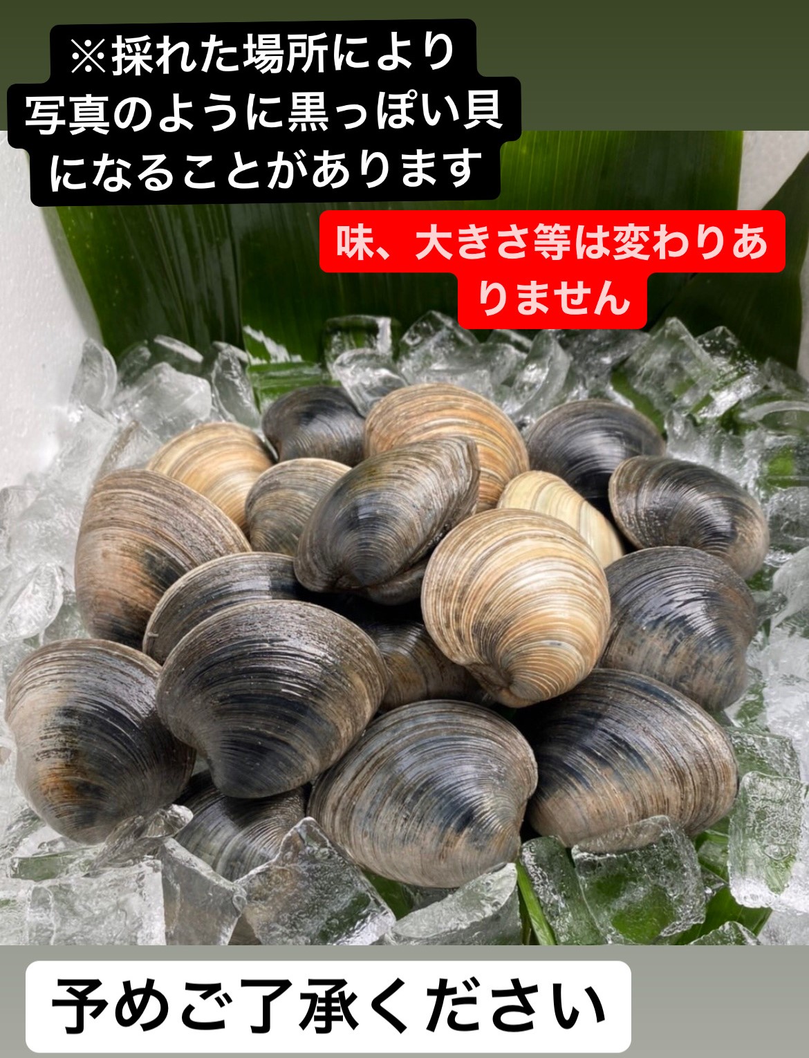 贅沢 10kg漁師直送 だから新鮮 どこよりも安い ホンビノス貝 ふっくらと肉厚でおいしいダシがたっぷり バーベキューに 酒蒸しに Fucoa Cl