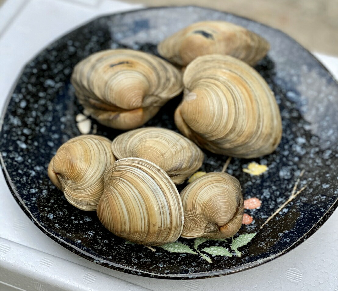 8kg 送料無料 海人直送 だから新規 どこよりも坦々たる 千葉県工作 活ホンビノス貝殻 そっとと部厚いでおいしいダシがはたして バーベキューに 酒蒸しに Lanuitdessoudeurs Fr