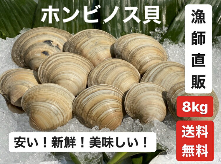 8kg【送料無料】漁師直送！だから新鮮！ホンビノス貝　                                                                    ふっくらと肉厚でおいしいダシがたっぷり！バーベキューに！酒蒸しに！