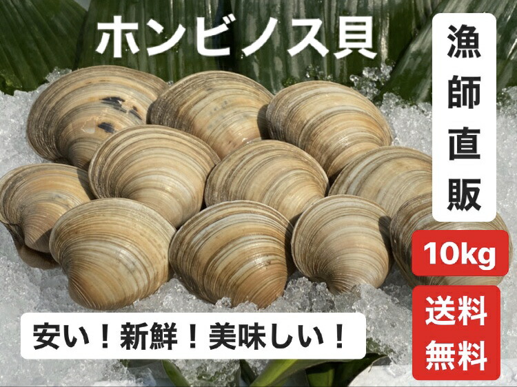 10kg【送料無料】漁師直送！だから新鮮！ホンビノス貝　ふっくらと肉厚でおいしいダシがたっぷり！バーベキューに！酒蒸しに！
