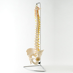 【実物大】脊椎模型　脊柱模型可動型 脊柱模型 標準モデル 人骨格模型　人体模型　神経/ヘルニア/椎間板