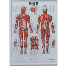 楽天市場 3d人体チャート 骨格筋 74 54cm 医道の日本社 テーピング 鍼灸用品 トワテック