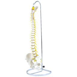 可動型脊柱模型 標準モデル Ik40 標準モデル Ik40 送料無料 トワテック テーピング 鍼灸用品 トワテック脊椎 送料無料 脊柱 可動型脊柱模型 模型 可動型 安価なのに高品質