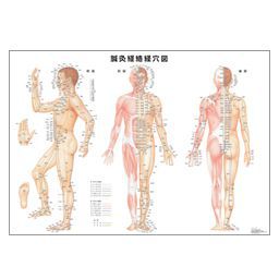 楽天市場 鍼灸経絡経穴図 42 59 4cm 医道の日本社 テーピング 鍼灸用品 トワテック
