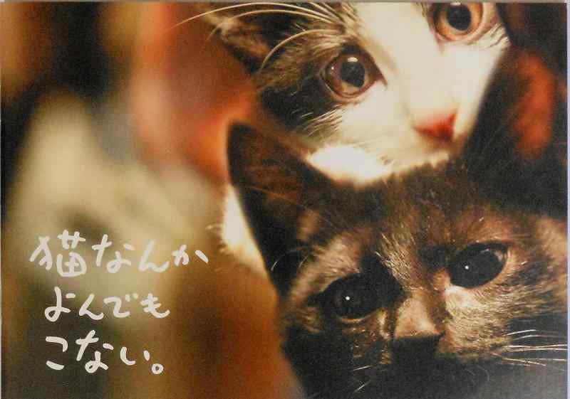 【映画パンフレット】　猫なんかよんでもこない。　監督　山本透　キャスト　風間俊介、つるの剛士、松岡茉優、内田淳子、矢柴俊博、市川実和子画像