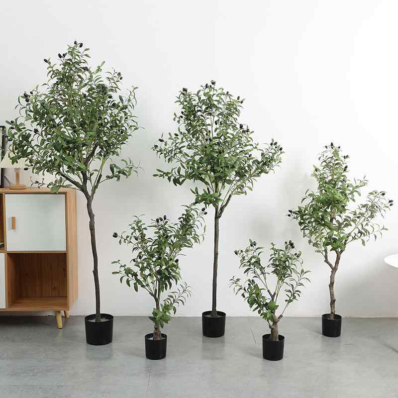 楽天市場】オリーブの木 モライオロ 3.5号サイズ 苗 高さ40cmセンチ