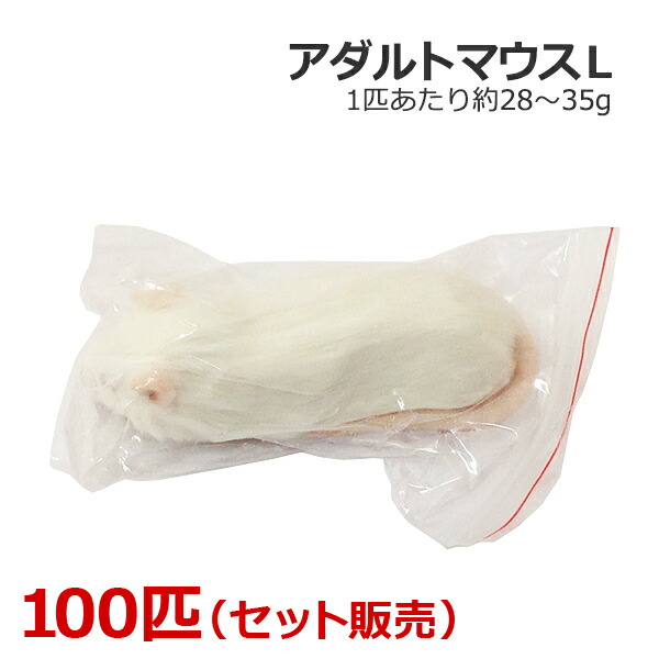 氷る 成年者二十日鼠 L大いさ 100匹 爬虫類・両生類-ペット・ペットグッズ-エサ