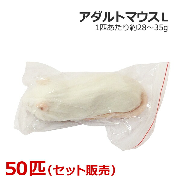 封鎖 成年者二十日鼠 L大いさ 50匹