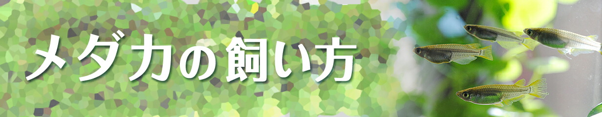 楽天市場】【代引不可】ハーベスト 温度可変加温加湿器 FHM-PH50 ピカ