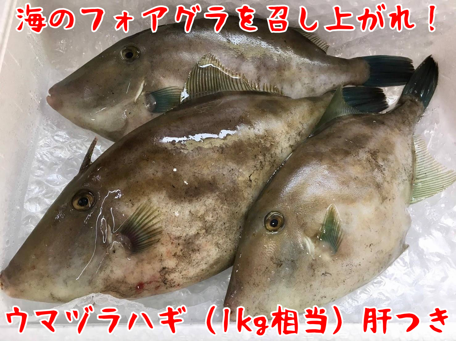 楽天市場 ウマヅラハギ 500ｇ前後3 8尾 冷凍 鮮魚セット カワハギ うまづらはぎ ペットフード 猫 お食い初め鯛料理の店ザ フレア
