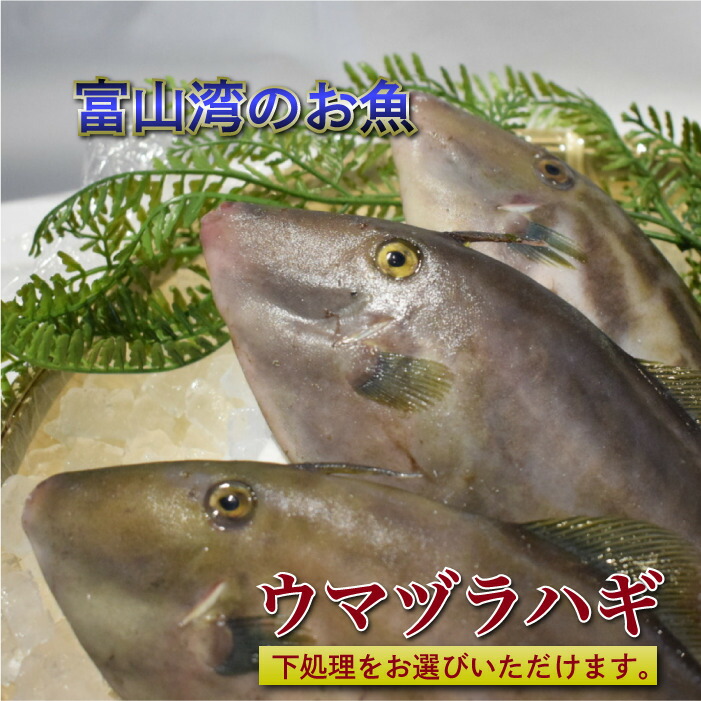 【送料無料】富山県産天然ウマヅラハギ 肝つき！魚体 合計約1kg分(大きめ2～3尾) | カワハギ 刺身 肝 ウマヅラハギ ウマズラハギ ウマヅラ