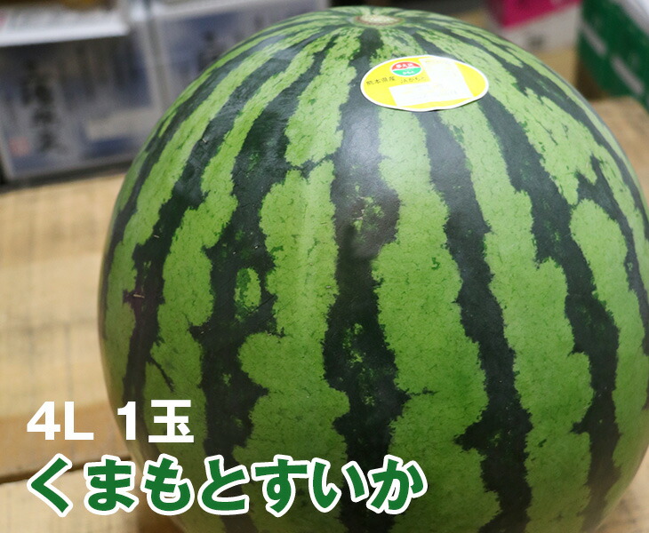 熊本県産 熊本すいか【 4L 1玉 】<br>【国産 熊本 熊本産 スイカ すいか 4Lサイズ 特大 お中元 西瓜 高級 プレゼント 夏 スイカ割り 海 プレミアム 特別 高級 ギフト 贈り物 贈答 フルーツ お取り寄せ うまい 果物】