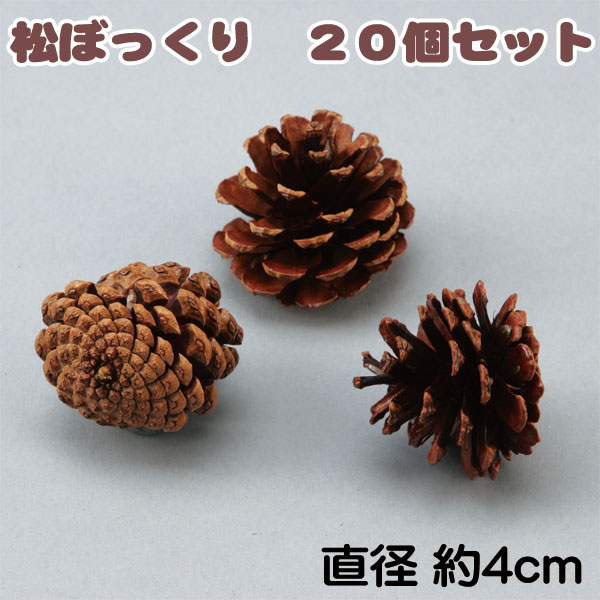 楽天市場】8cm〜10cm程度□大王松 松ぼっくり/まつぼっくり 1個