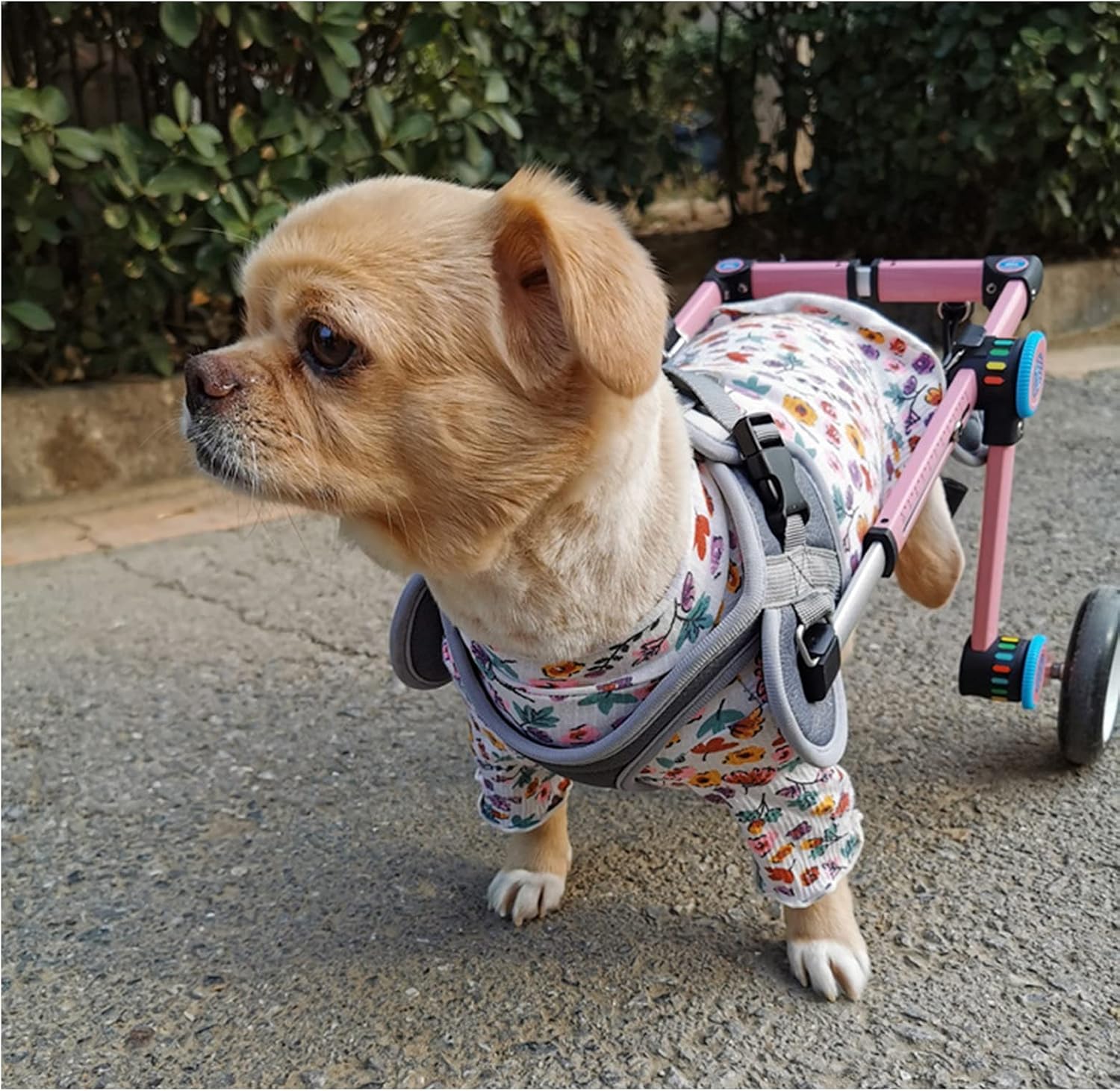 折りたたみ犬の車椅子 2つの車輪 わんわん 子犬 障害のあるペット フルサポート後ろ足リハビリテーションカート, 簡単な組み立て (色 : ピンク, Size : S for 10-16kg)