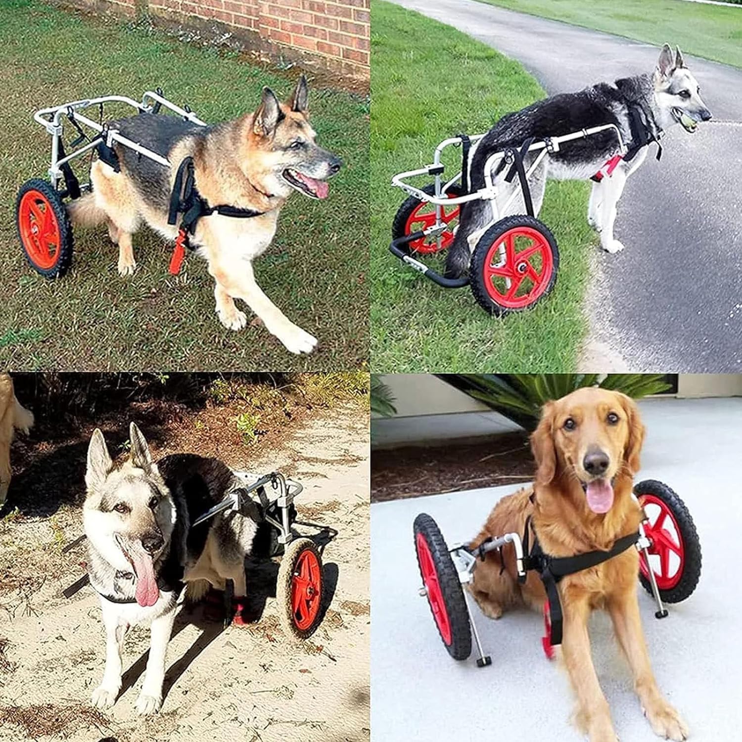 大型犬用調節可能な2輪ペット用車椅子 - 後ろ足のリハビリテーションにステンレススチールフレーム、犬が再び歩けるようになる (サイズ: L、XL)｜Funny Life 店
