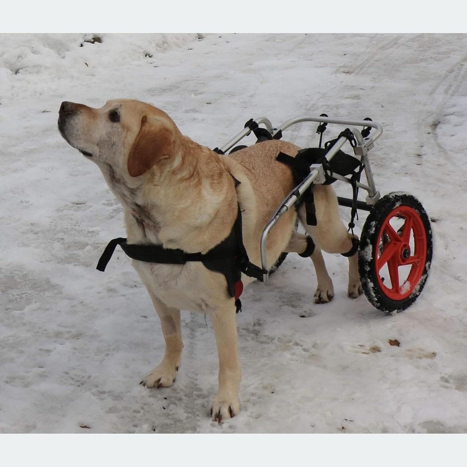 調節可能な犬用ペット用車椅子、大型犬用後脚車椅子、後脚リハビリテーションに適した後脚サポート、(サイズ: L、XL)