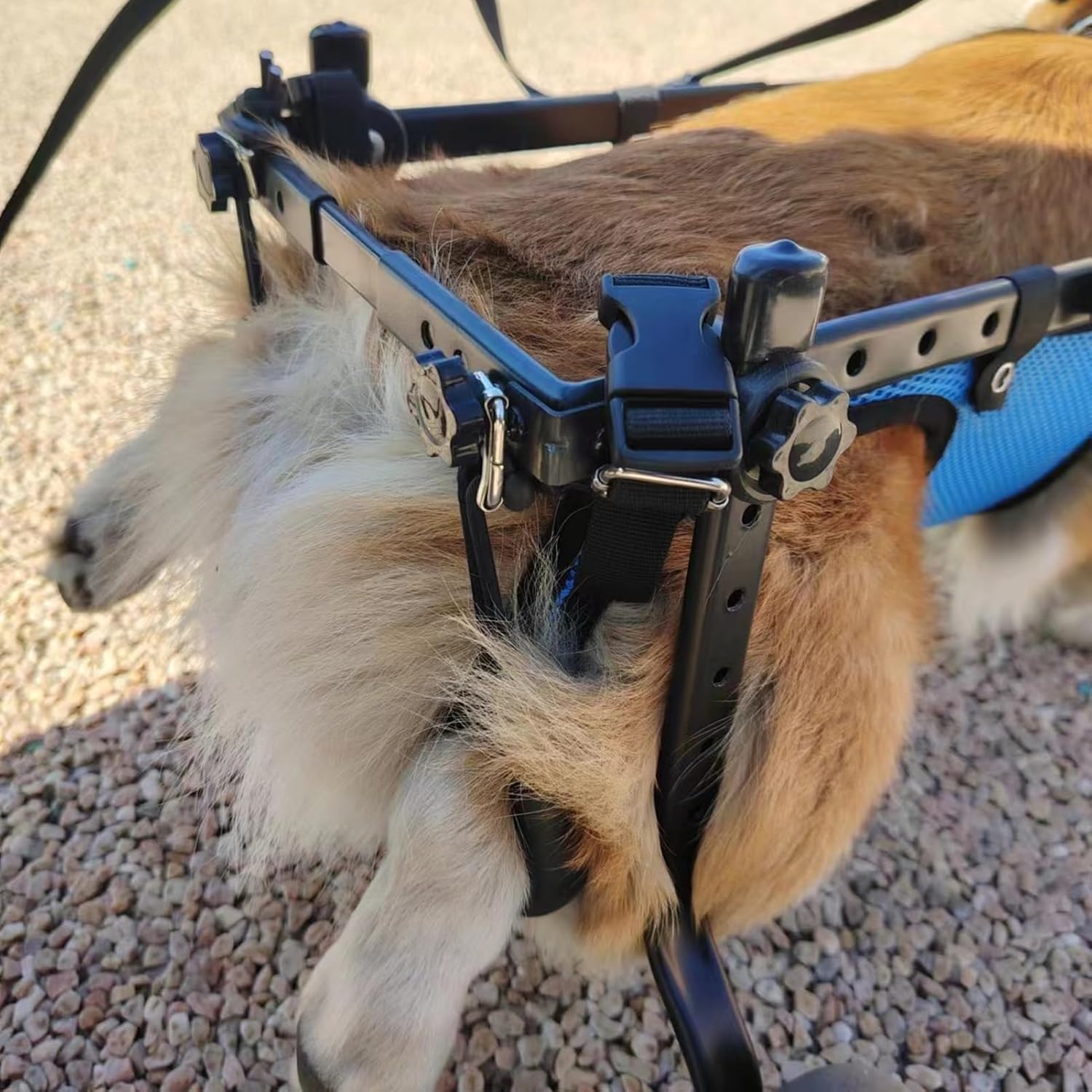 犬用車椅子 身体障害者用犬用車椅子、青いペット補助歩行器、運動能力が制限された動物のための後足リハビリテーションペットカート、お手入れとお手入れが簡単 (サイズ: M サイズ)