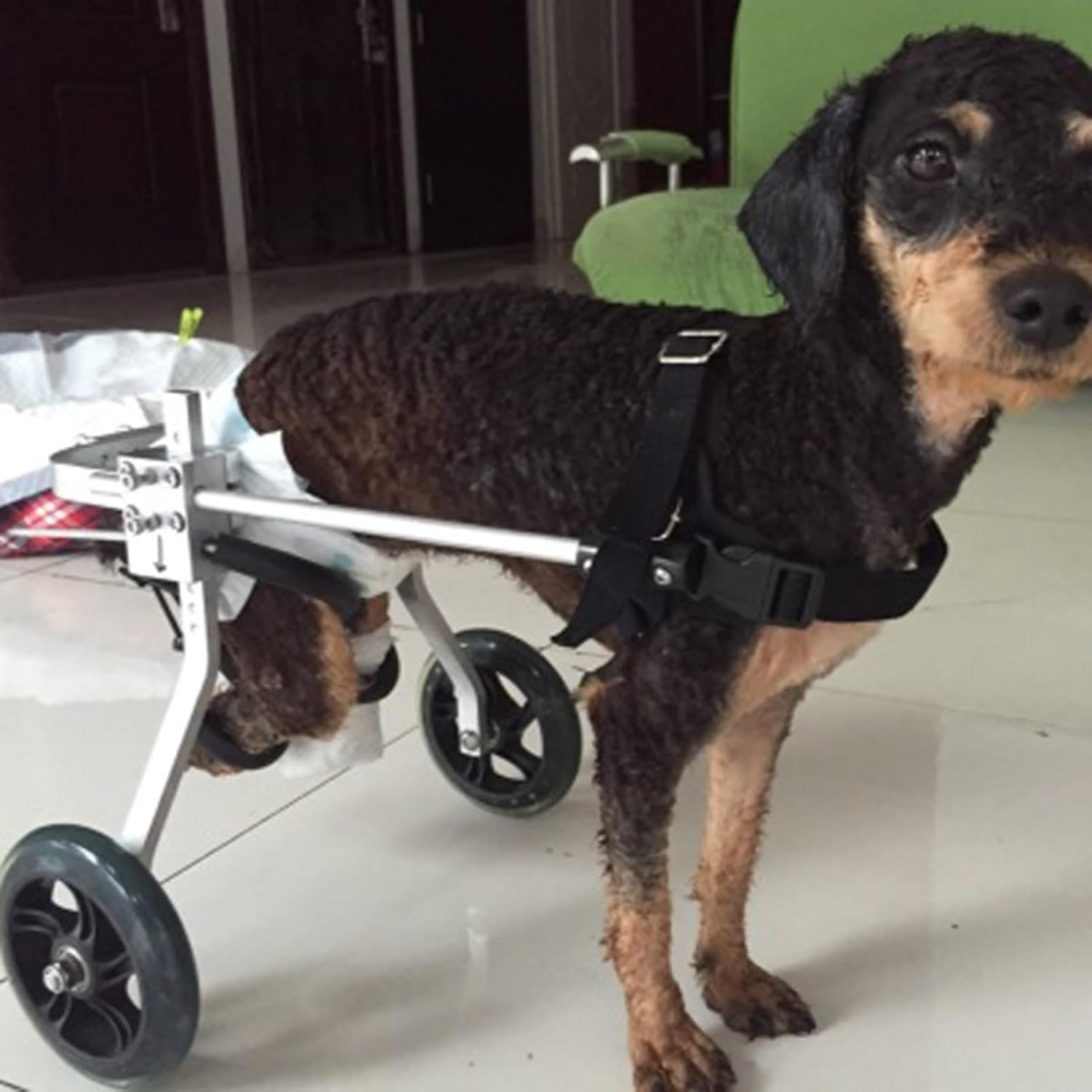 犬用車いす 小/中犬用の調整可能な犬車椅子、 2輪のペットリハビリテーションカート、 猫/犬/子犬動物は背中の脚の移動性を回復する (Size : XS Size)