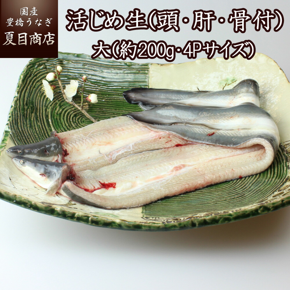 楽天市場 うなぎ 活じめ 生 頭 肝 骨付 大 約0g 4pサイズ 2尾 送料無料 国産 愛知県産 三河産 専門店 活〆 生 冷蔵 チルド qで白焼きや蒲焼きにしてお楽しみください 国産 豊橋うなぎ 夏目商店