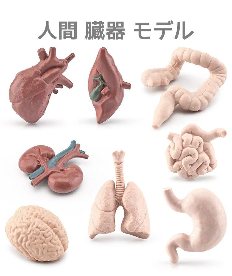 楽天市場】KIYOMARU ソフトな質感で15分解できる卓上サイズの人体解剖