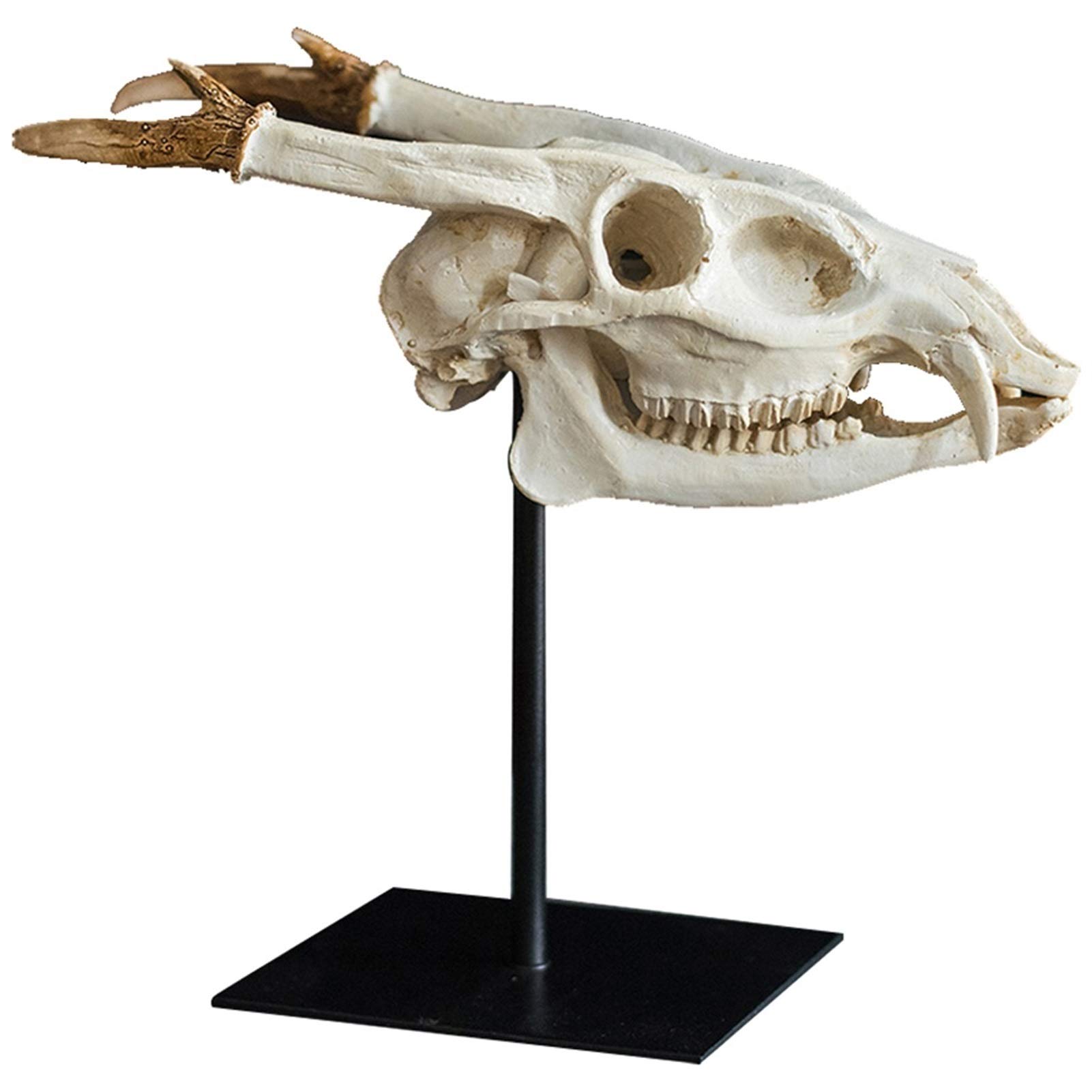 【新品発売期間限定特価】装飾品 スカル樹脂レプリカ恐竜頭部像現実的なモデルスケルトンデコレーション - ホーム＆オフィスインテリア棚表示先史時代の化石調査表デコレーション 立像｜ドリームペット